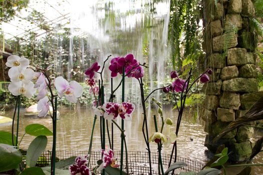 Flowers on the background of a waterfall  in the garden