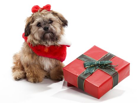 A Shitzu Poodle mix sitting beside a gift with a santa suit and bow