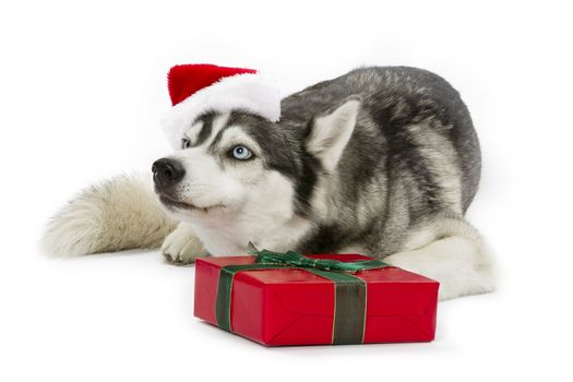 Present wrapped in ribbon in front of an adorable pet.