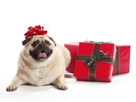 A pug with a bow as a present