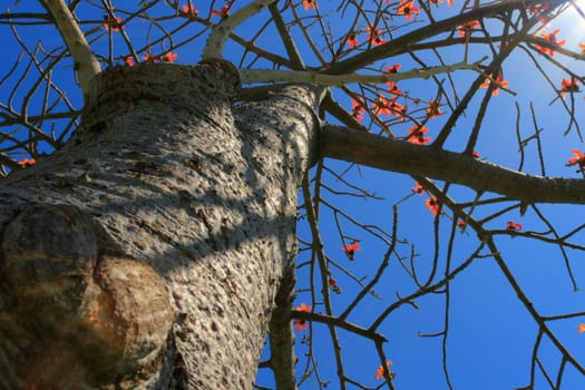 Tree on a background of the blue sky and the bright sun