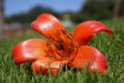 Flower fallen from a tree lays on a grass