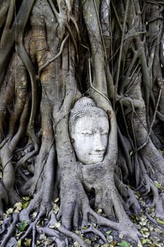 famous buddha in a tree at wat mahathat, ayutthaya, thailand