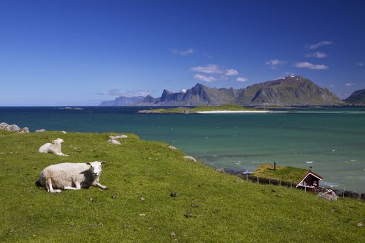 Scenic sheep farm on Lofoten islands in arctic Norway with high mountain peaks towering from the sea