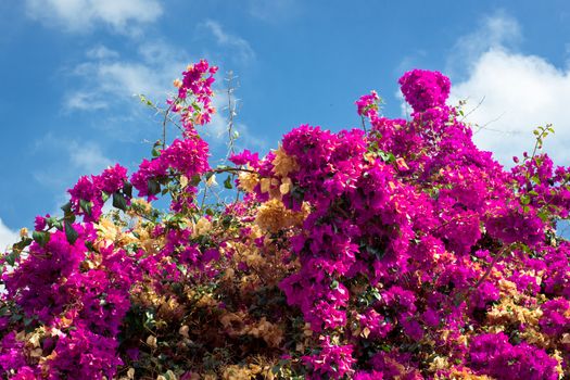 Blooming bush with magenta flowers on the blue sky background
