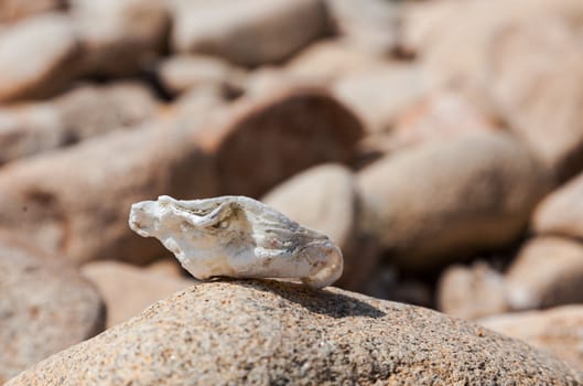 Image of a shell on a stone with a rocky background, located on the coastline of  Brittany in northern France.