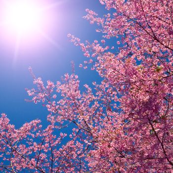 Blooming sakura on the blue sky background