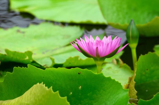 pink lily in pond