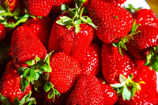 Fresh red strawberries ready to eat