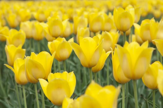 Yellow Tulips