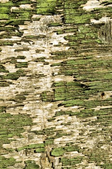 Backdrop of old retro green wooden peeling paint board wall closeup.