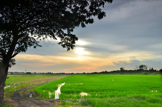 sunset at rice farm