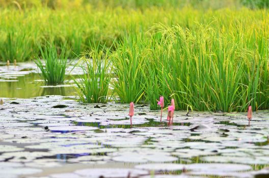 Rice Seedlings