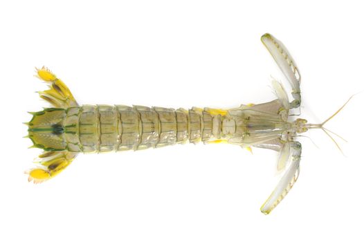 Mantis shrimp isolated on white