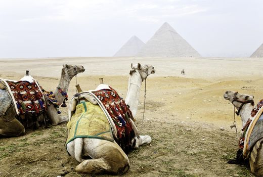 three camels and the pyramids of giza, cairo, egypt







three camels and the pyramids of giza