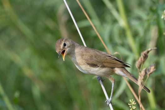 Songbird Flycatcher open mouth from the heat