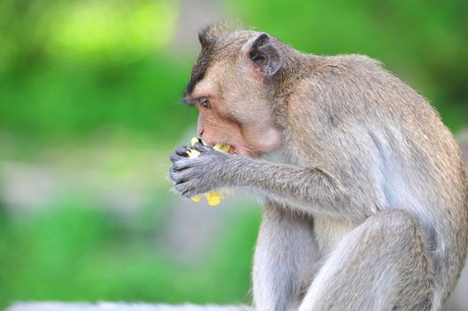 Monkey eating corn