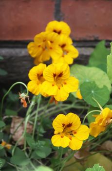 Bright flowers of nasturtium plants growing outdoors