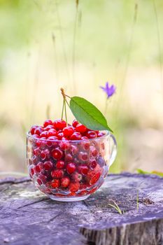 Ripe wet cherries and strawberries in a transparent cup on tree stump. Fresh red fruits in summer garden in the countryside