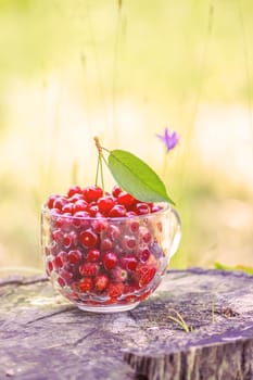 Ripe wet cherries and strawberries in a transparent cup on tree stump. Fresh red fruits in summer garden in the countryside