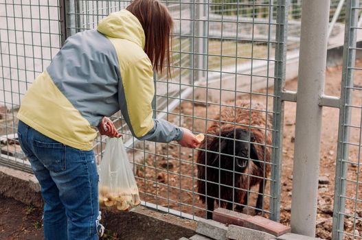 Girl feeds a brown sheep.Animal eats apples through a net in a cage.Mammal is in a zoo.Horizontal photo.Selective focus.