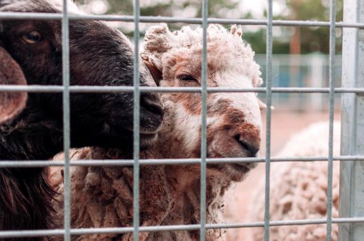 Two sheep look through the netting of the corral at the farm, portrait. Mammals are in the zoo. Hungry animals. Selective focus.