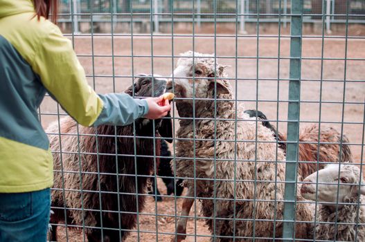 The girl feeds the brown and white sheep. Animals eat apples through a net in a cage and stand on their hind hooves. Mammals Zoo Hungry Animals Selective Focus