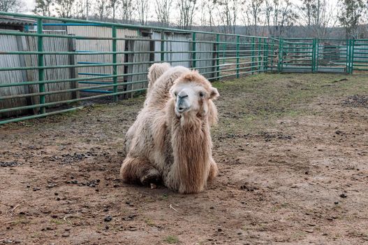 A white Bactrian camel lies on the ground in its paddock on a farm. Camelus bactrianus, a large hoofed animal living in the steppes of Central Asia.