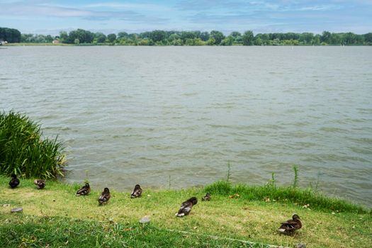 Mantua, Italy. July 13, 2021.  some mallards on the bank of the Mincio river in the city center