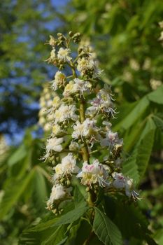 Foliage and flowers of chestnut (Aesculus hippocastanum). Horse-chestnut (Conker tree) flowers, leaf. Spring blossoming chestnut tree flowers.