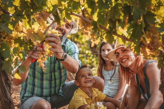 Beautiful young smiling family of four cutting grapes at a vineyard.