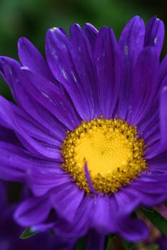 Purple peony-shaped asters, similar in shape to a cloud on a flower bed in the garden. Extreme close-up.