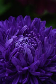 Purple peony-shaped asters, similar in shape to a cloud on a flower bed in the garden. Extreme close-up.