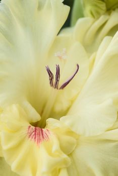 Extreme close-up of the gladiolus inflorescence with pistils and stamens in detail and very close.