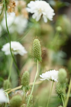 The inflorescence of a scabious flower is close-up on a flower bed in the garden.