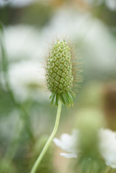 The inflorescence of a scabious flower is close-up on a flower bed in the garden.
