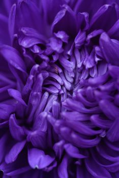 Purple peony-shaped asters, similar in shape to a cloud on a flower bed in the garden. Extreme close-up.
