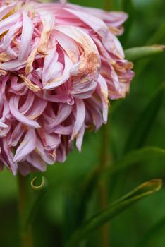 A bud of a fading peony-shaped aster in close-up with dried petal tips