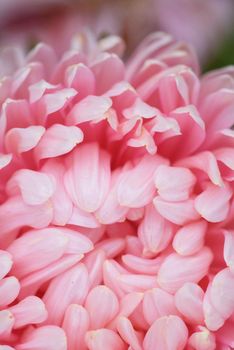 Pink peony-shaped aster on a flower bed in the garden. Extreme close-up.