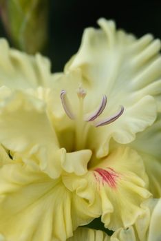 Extreme close-up of the gladiolus inflorescence with pistils and stamens in detail and very close.