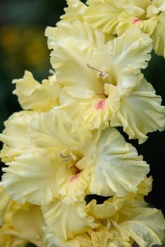 Extreme close-up of the gladiolus inflorescence with pistils and stamens in detail and very close.