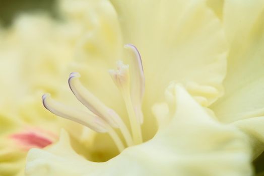 Extreme close-up of the gladiolus inflorescence with pistils and stamens in detail and very close.