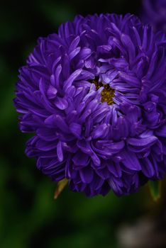 Purple peony-shaped asters, similar in shape to a cloud on a flower bed in the garden. Extreme close-up.