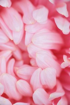 Pink peony-shaped aster on a flower bed in the garden. Extreme close-up.