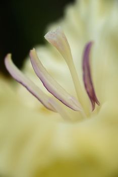 Extreme close-up of the gladiolus inflorescence with pistils and stamens in detail and very close.