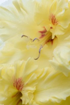 Extreme close-up of the gladiolus inflorescence with pistils and stamens in detail and very close.