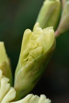 Extreme close-up of the gladiolus inflorescence with pistils and stamens in detail and very close.