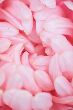 Pink peony-shaped aster on a flower bed in the garden. Extreme close-up.