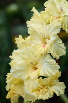 Extreme close-up of the gladiolus inflorescence with pistils and stamens in detail and very close.