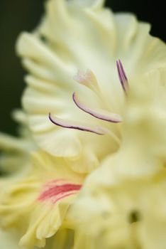 Extreme close-up of the gladiolus inflorescence with pistils and stamens in detail and very close.